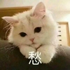 萌宠 猫星人 愁 难受 呆萌 可爱