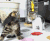两只小奶猫的争斗 表情 表情包