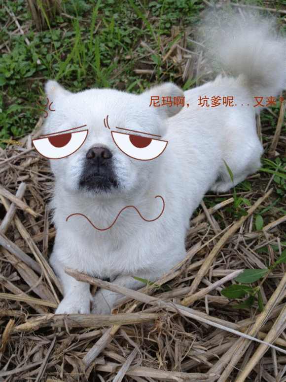 动物 狗狗 思考 眼镜