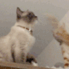 萌宠 猫星人 打架 呆萌 搞怪 逗