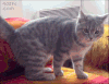 小猫 惊讶 注视 动物
