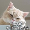 萌宠 喵星人 睡不着 等一个人的晚安安 呆萌 可爱