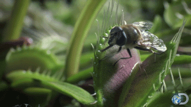 植物 自然 陷阱 食蝇草 杯具 咬
