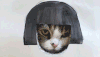 猫咪  蘑菇头 呆萌 可爱
