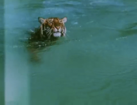 老虎 游泳 爪子 动物