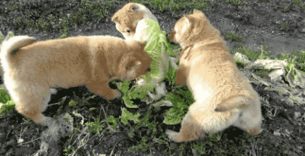 小狗 可爱 大白菜 绿色