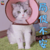萌宠 猫 局促不安 拒绝 soogif soogif出品