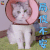 萌宠 猫 局促不安 拒绝 soogif soogif出品