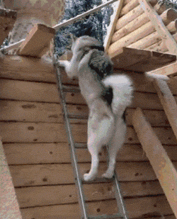 萌宠 狗狗 爬梯子 厉害了