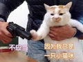 猫咪 喵星人 不应当因为我只是一只小猫咪 斗图 萌萌哒