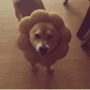 柴犬 向日葵头套 耳朵 立耳 萌