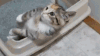 小奶猫 学习 上厕所 幼崽