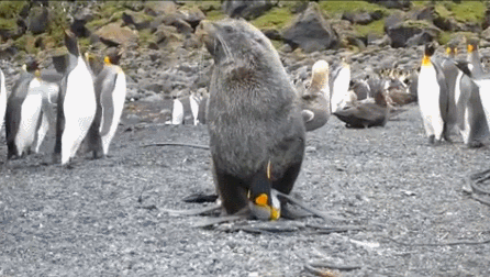 性别 企鹅 视频 海豹
