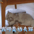 萌宠 猫 我可是功夫猫 赞 soogif soogif出品