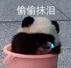 萌宠 熊猫 偷偷抹眼泪 想哭 呆萌 可爱