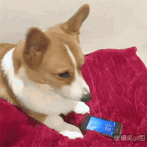 狗 萌宠 玩手机 充电