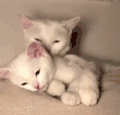 猫咪 喵星人 搞笑 可爱 淘气
