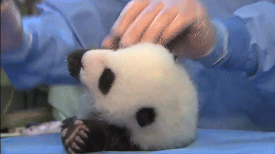熊猫 宝宝 萌化了 天然呆 动物 panda