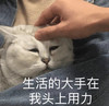 萌宠 猫星人 生活的大手在我头上用力 无奈 呆萌 可爱