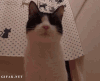 猫咪 打哈欠 可爱 困了