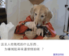 汪星人 吃饭 夹筷子 搞笑