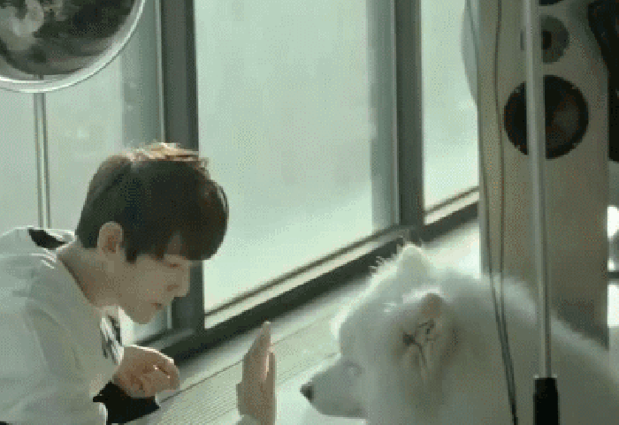 边伯贤 玩耍 动物 可爱