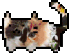 猫咪 变换 可爱