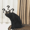 萌宠 喵星人 黑猫 ？ 疑惑 搞怪 可爱