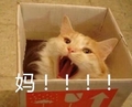 猫咪 萌宠 纸盒 妈