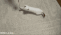 小猫 逗猫 撞击 动物