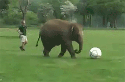 小象 踢球 搞笑 可爱