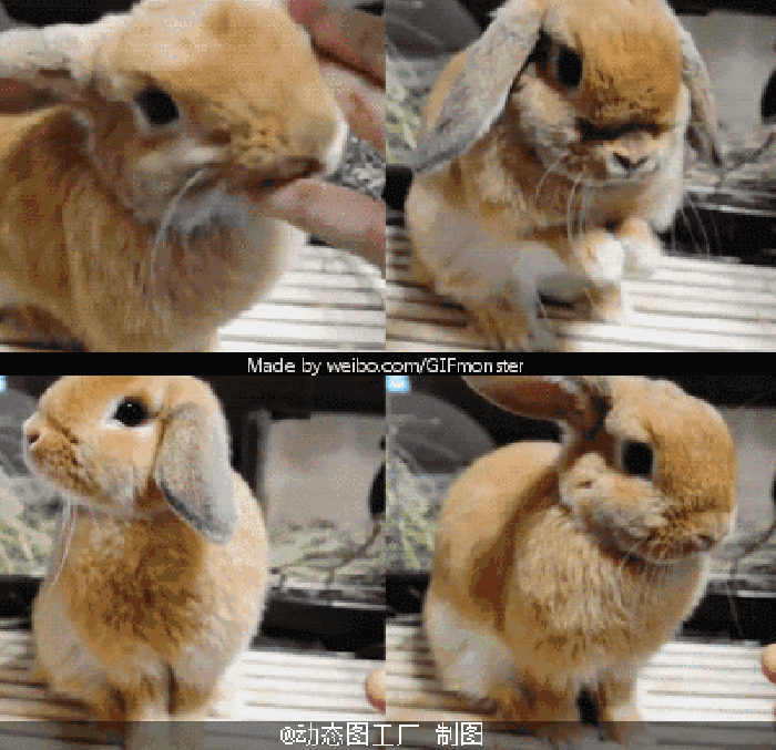 兔子 组图 动物 可爱