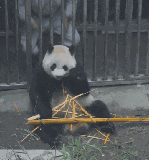 熊猫 国宝 可爱 吃东西