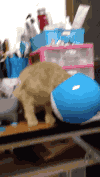 动物 喵星人 搞笑 呆萌