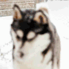 狗狗 红鼻子 下雪  汪星人