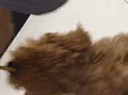 卖萌 萌宠 动物 可爱 狗