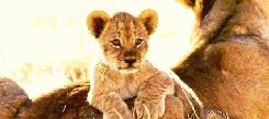 萌宠 狮子 lion