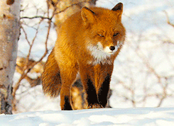 狐狸  动物 雪  萌 我是一只小狐狸我住在森林里