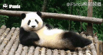 大熊猫 国宝 躺 妩媚 萌