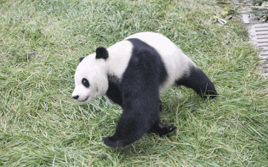 大熊猫 圈养 动物