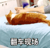萌宠 猫星人 翻车现场 搞怪 逗