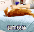 萌宠 猫星人 翻车现场 搞怪 逗