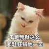 萌宠 喵星人 于是我就这么邪魅狂狷地一笑 坏笑 呆萌 搞怪