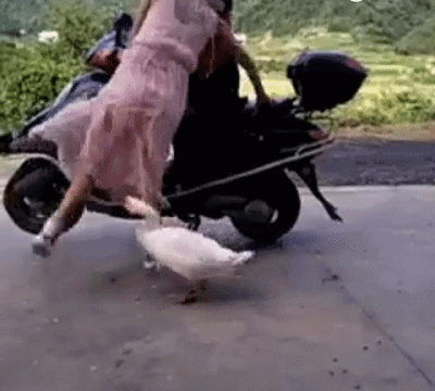 大白鹅 搞笑 可爱 摩托车