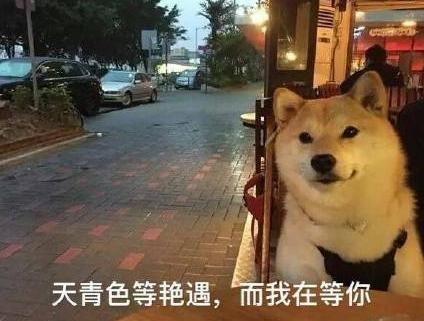 汪星人 单身狗 搞笑 文字表情包 光棍节