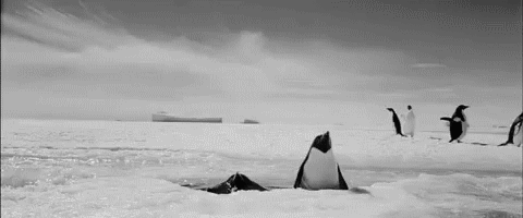 企鹅 可爱 出水我来啦