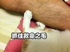 萌宠 喵星人 救命之毛 抓住 搞怪 逗