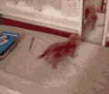 猫 喵星人 宠物 萌 可爱