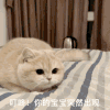 萌宠 喵星人 叮咚 你的宝宝突然出现 可爱 活泼