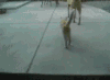 我擦，被爆啦 猫 惊呆 搞笑